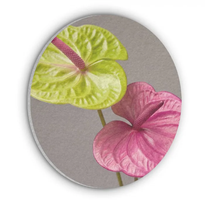 Planten - Anthurium - Groen - Roze Akoestische PET Vilt - Rond klein -3d