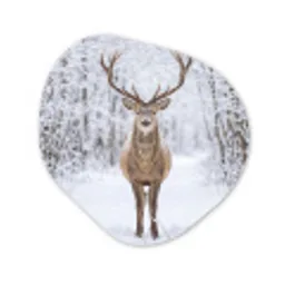 Hert - Winter - Bos - Natuur - Wit Wandcirkel Organisch Forex 3mm klein -3d
