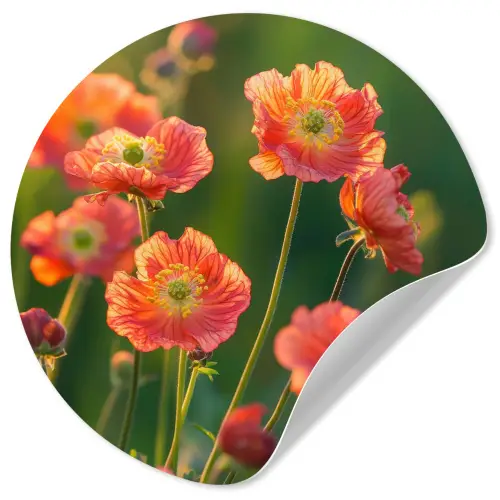 Bloemenveld - Zonnestralen - Oranje Wandcirkel behangsticker klein -3d