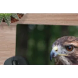 Buizerd - Roofvogel - Natuur - Bruin muismat rubber klein -closeup