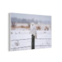Sneeuwuil - Hek - Sneeuw - Wit forex 5mm xxl -3d