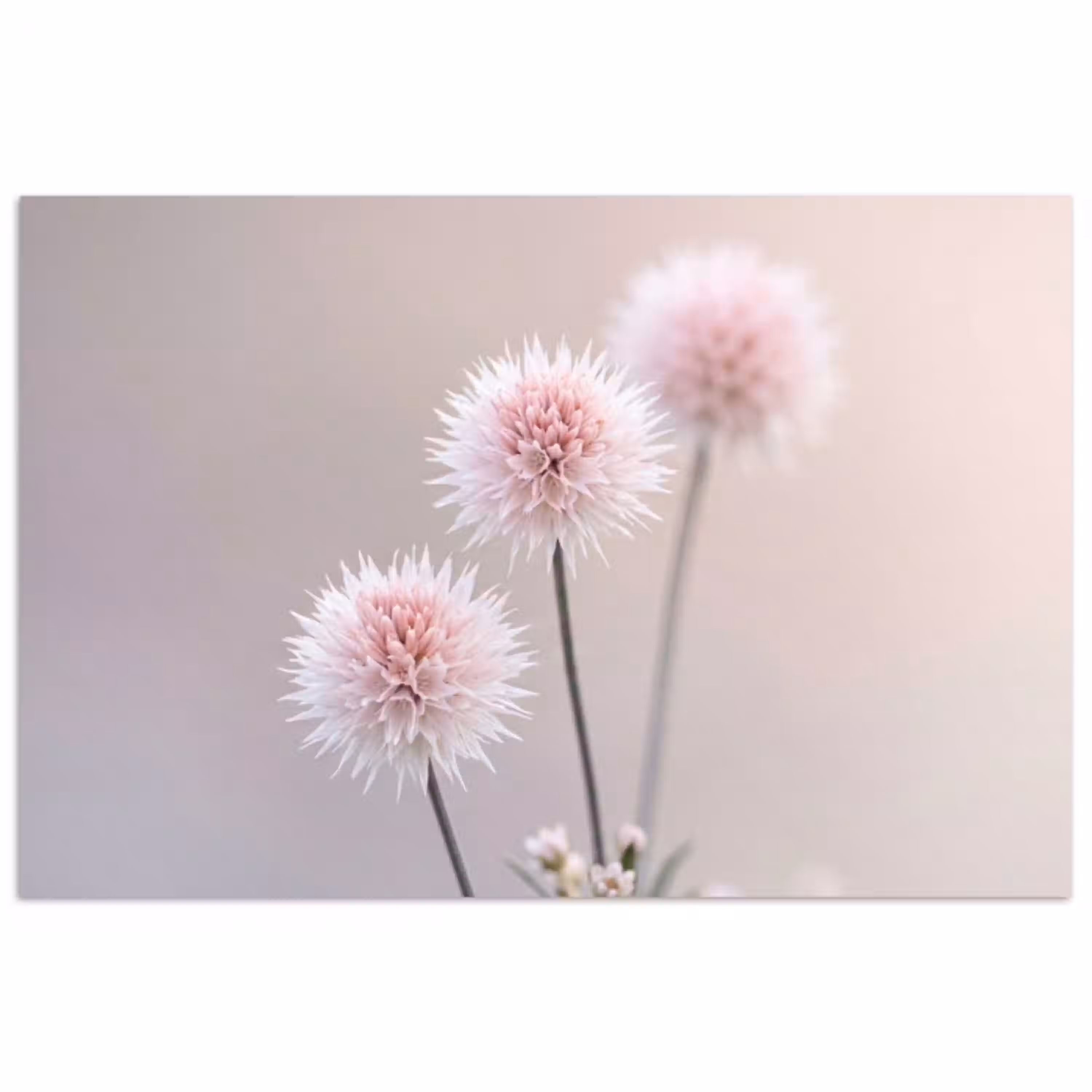 Bloemen - Bollen - Roze poster papier klein -3d