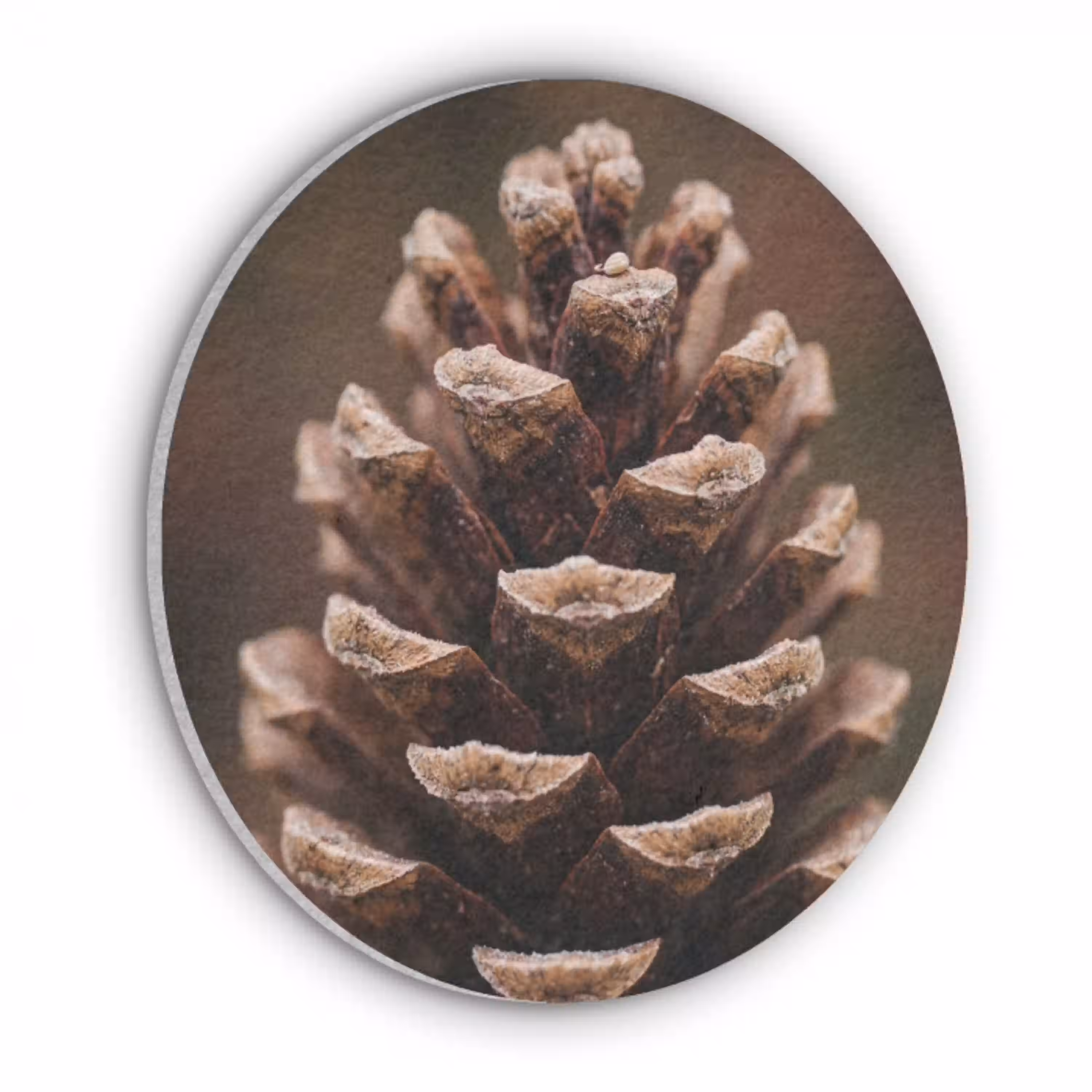 Dennenappel - Bos - Herfst - Bruin - Sfeervol Akoestische PET Vilt - Rond klein -3d