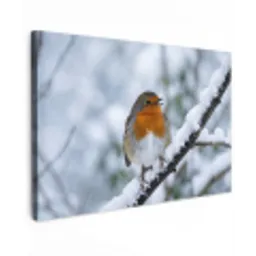 Roodborstje - Tak - Sneeuw - Winter - Levendig canvas 2cm klein -z3d