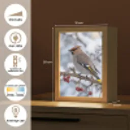 Pestvogel - Bessen - Winter - Natuur Light Box met kabel (Kinderlampje) klein -USP_FR