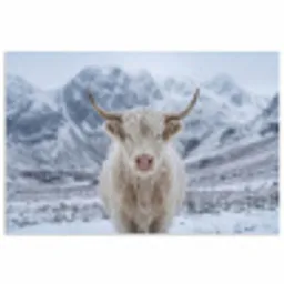 Schotse Hooglander - Sneeuw - Bergen - Winter poster papier klein -3d