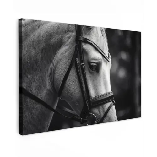 Paard - Schimmel - Portret Tuinposter op houten frame 2 cm dik klein -3d