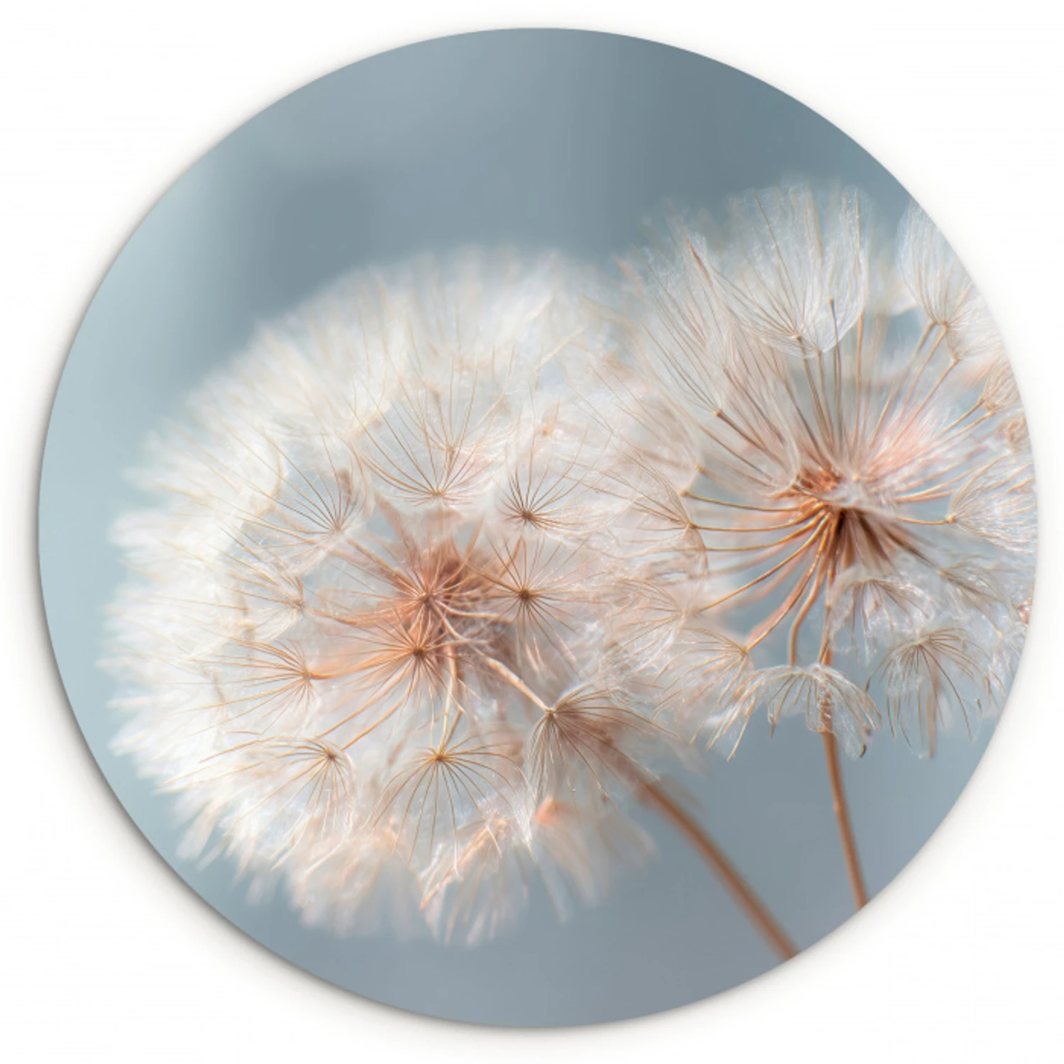 Paardenbloemen - Pluisjes - Wit Wandcirkel kunststof plaat 5mm dik klein -3d