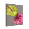 Planten - Anthurium - Groen - Roze aluminium wit klein -3d