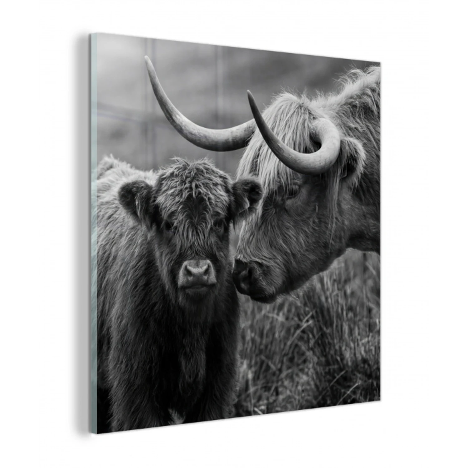 Schotse hooglander - Kalf - Zwart - Wit plexiglas 5mm klein -z3d