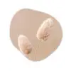 Pampas pluimen - Beige - Planten Wandcirkel Organisch Forex 3mm klein -3d