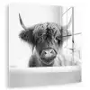 Schotse Hooglander - Koe - Bad - Zwart wit plexiglas 5mm klein -zzzproduct_nieuw