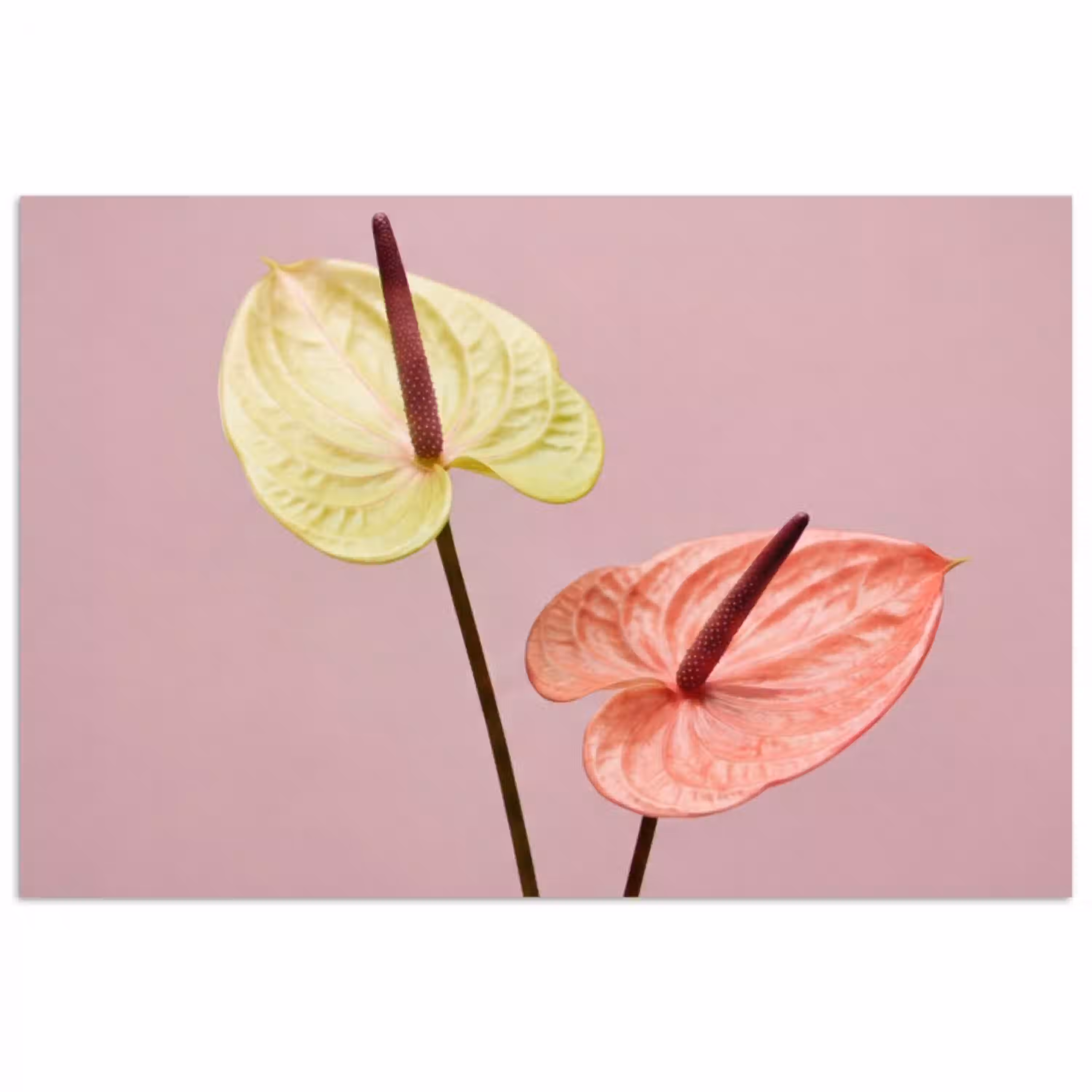 Bloemen - Anthuriums - Geel - Roze poster papier klein -3d