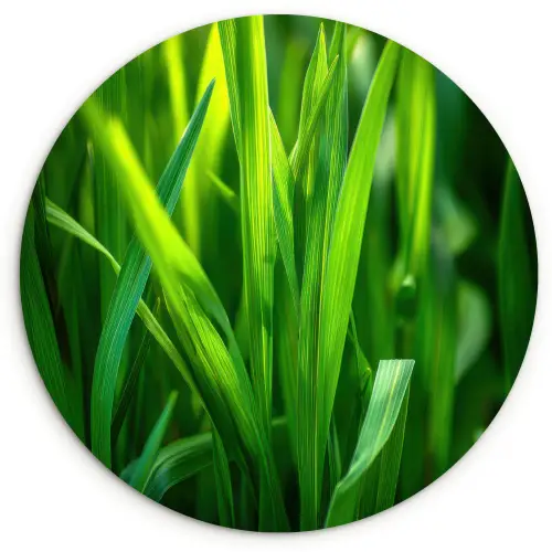 Grassprieten - Lichtinval - Groen Wandcirkel plexiglas klein -3d
