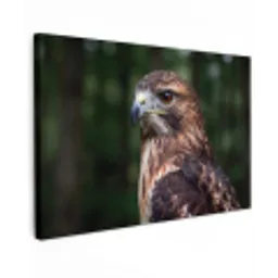 Buizerd - Roofvogel - Natuur - Bruin canvas 2cm klein -z3d