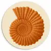 Schelp - Oranje - Ribbels Wandcirkel kunststof plaat 5mm dik klein -3d