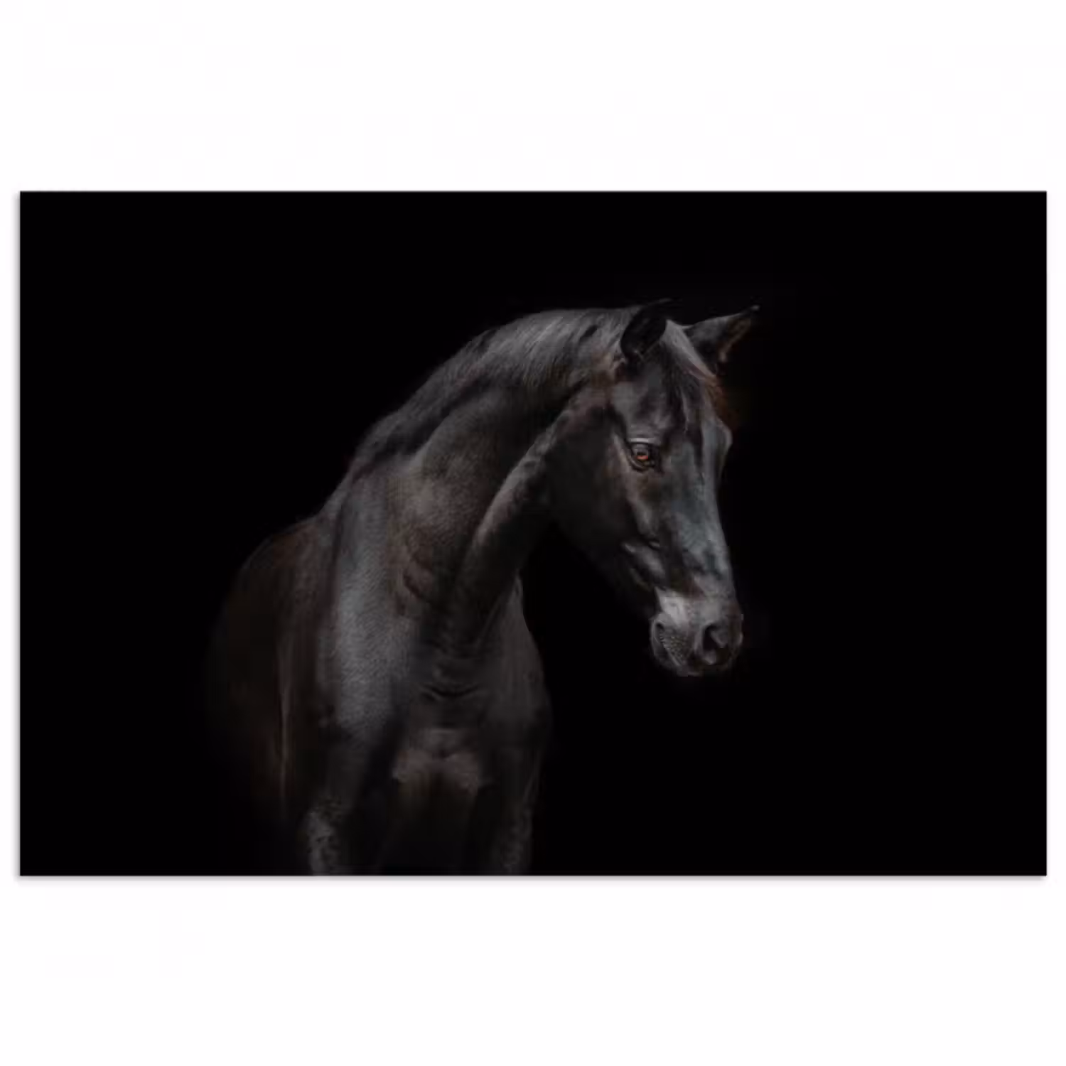 Poster - Pferd - Tiere - Schwarz - Porträt