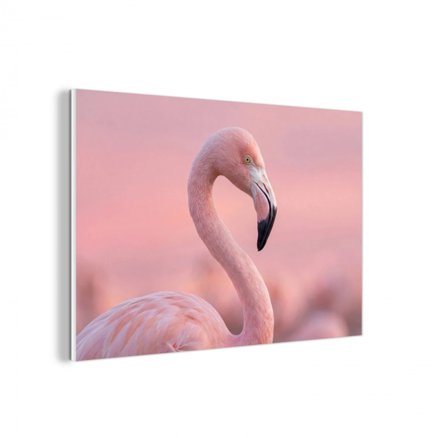 Flamingo - Portret - Roze forex 5mm xxl -3d