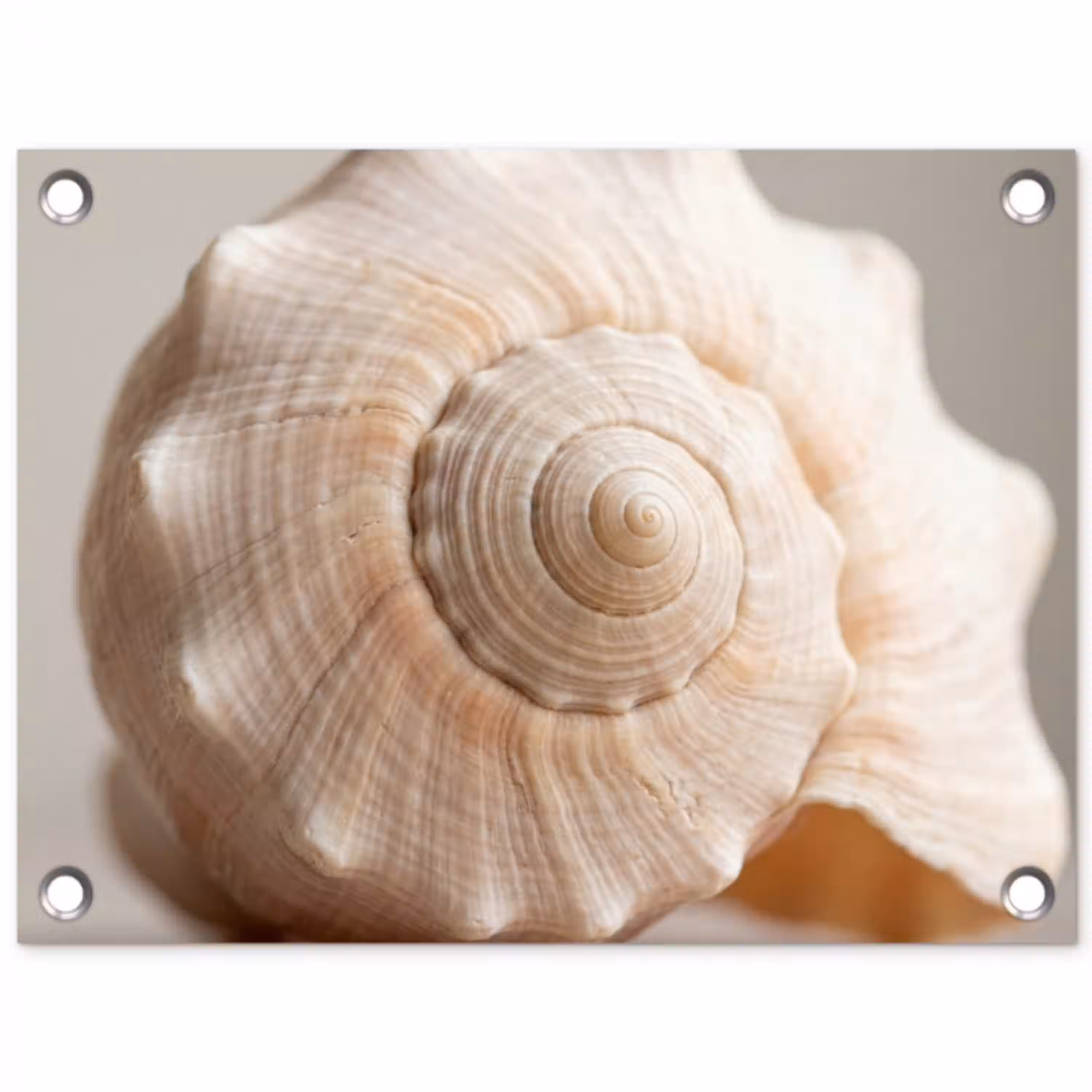 Schelp - Detail - Beige tuinposter los doek klein -3d