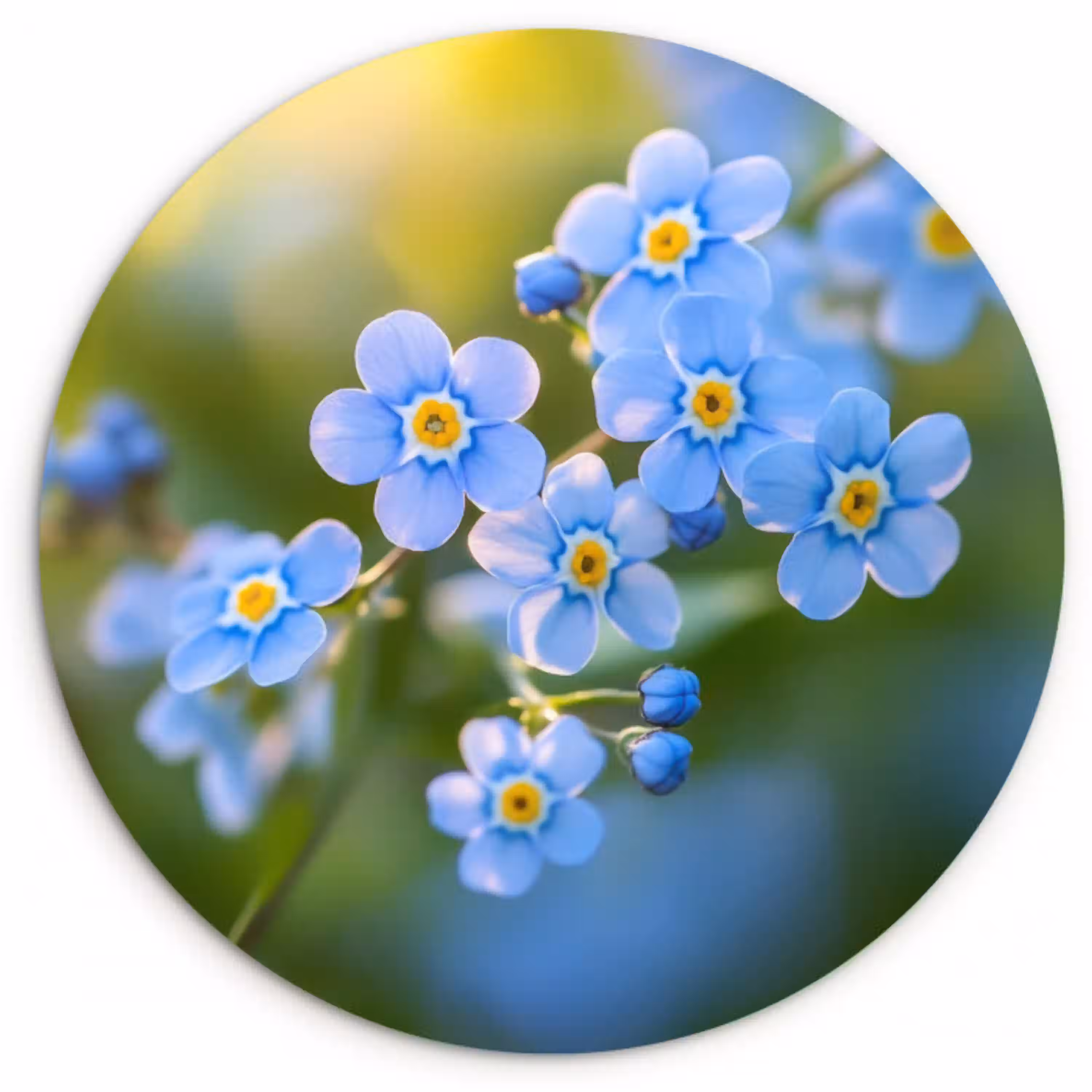 Bloemetjes - Blauw - Vergeet mij nietjes Wandcirkel plexiglas klein -3d