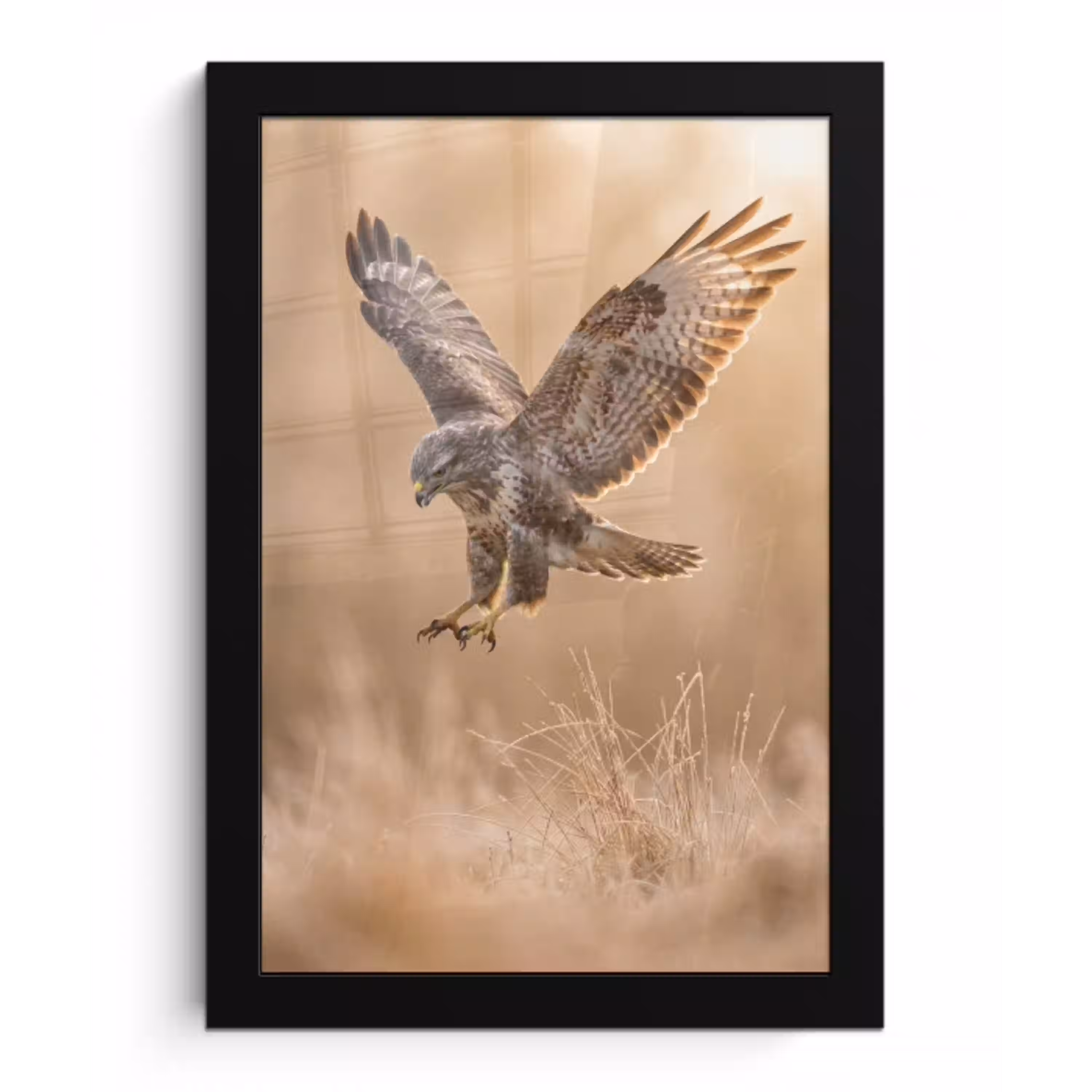 Buizerd - Roofvogel - Natuur - Bruin fotolijst zwart zonder passe partout klein -3d