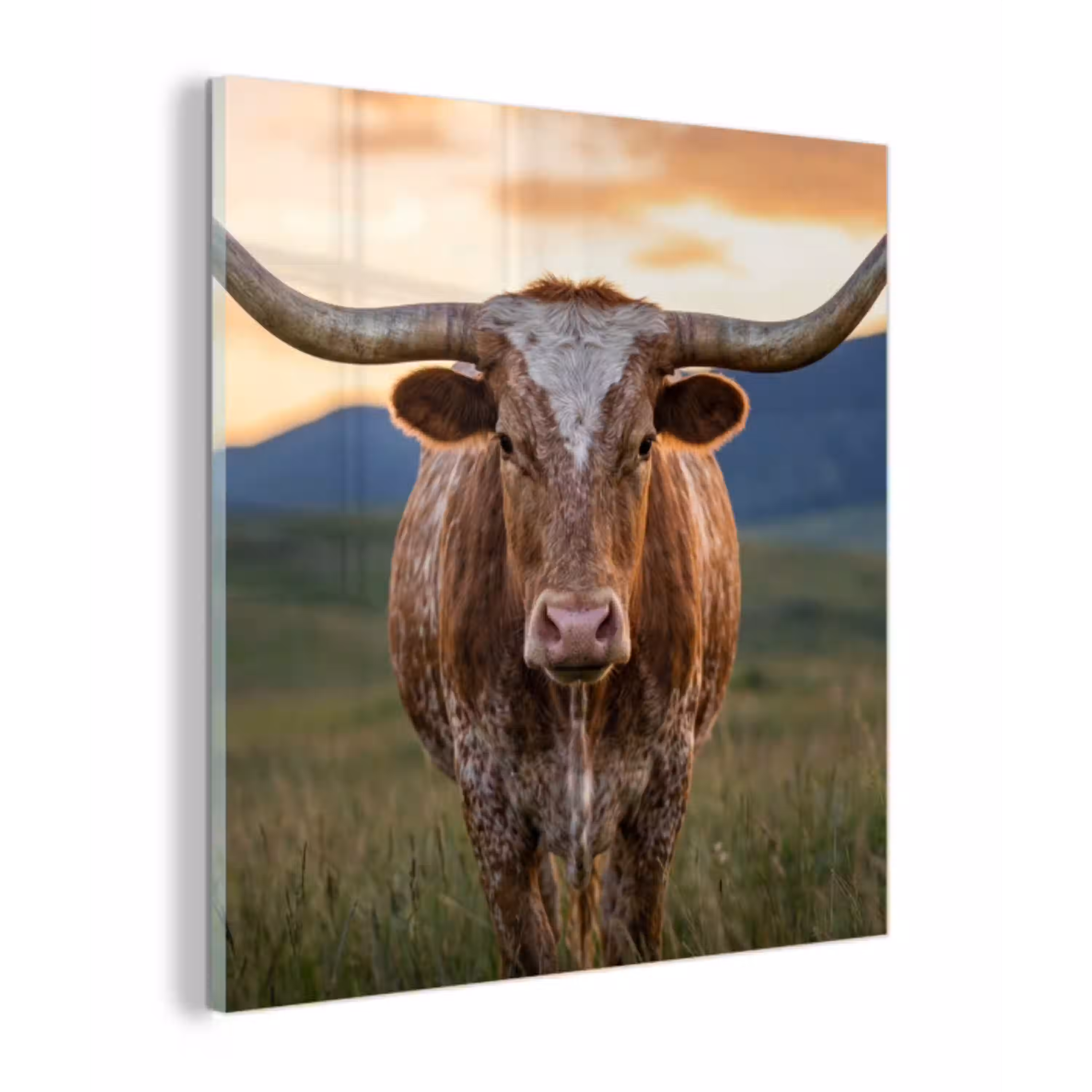 Longhorn - Landschap - Zonsondergang plexiglas 5mm klein -z3d