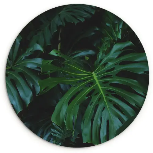 Monstera -  Inductie beschermer - Bladeren - Tropical - Afdekplaat voor kookplaat Wandcirkel kunststof plaat 5mm dik klein -3d