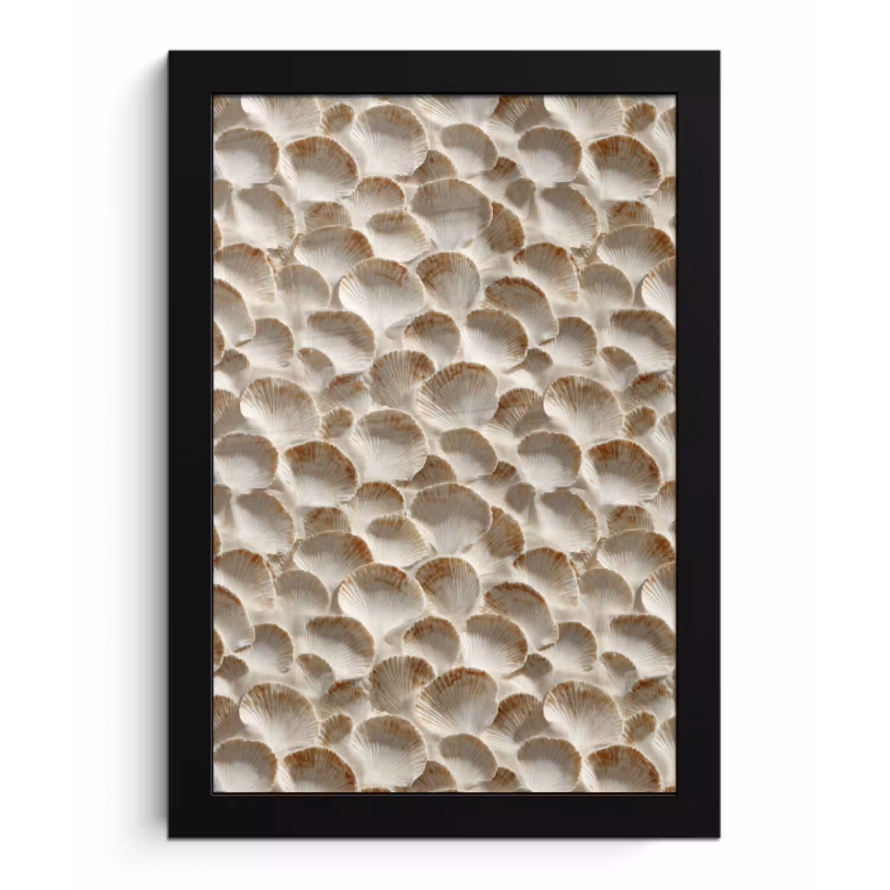 Schelpen - Waaiervorm - Wit fotolijst zwart zonder passe partout klein 224 -3d