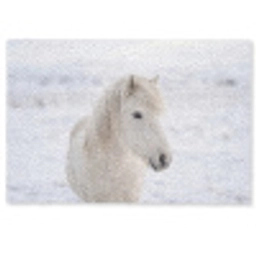 Paard - Kop - Winter - Dieren - Wit Deurmat klein -zkaufland3d