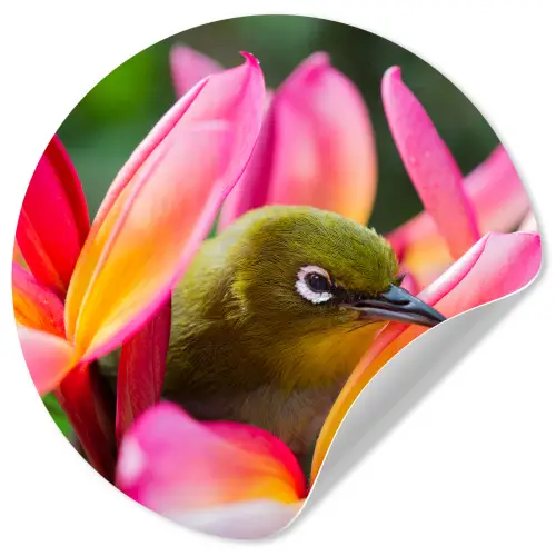 Tropische vogel tussen roze bloem Wandcirkel behangsticker klein -3d