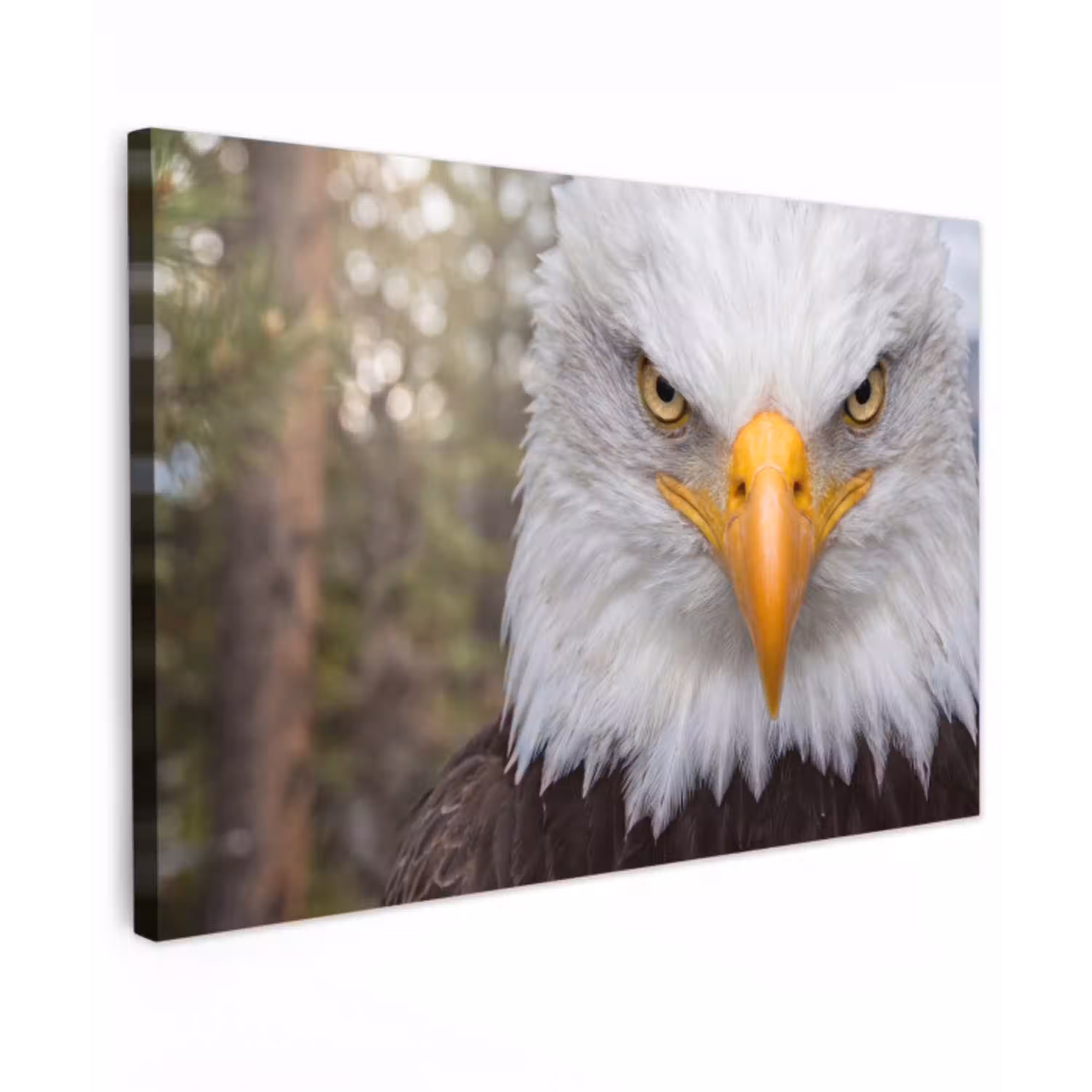 Amerikaans - Zeearend - Portret - Geel canvas 2cm klein -z3d