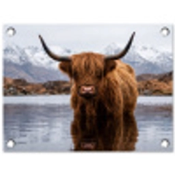 Schotse hooglander - Bruin - Water tuinposter los doek klein -3d
