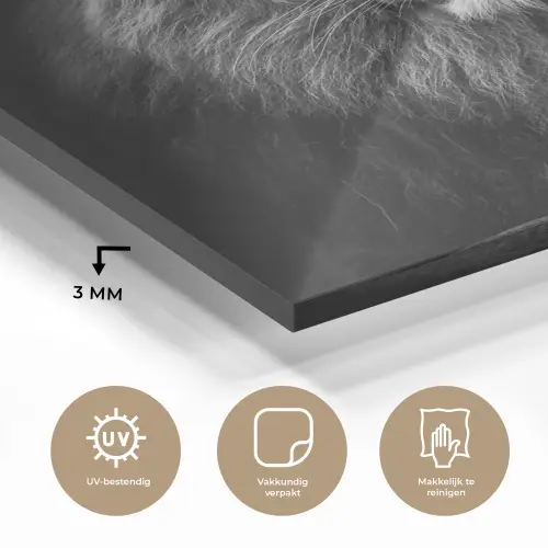 Leeuw - Dieren - Zwart - Wit plexiglas 5mm klein -sfeer2