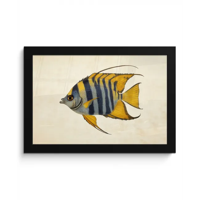 Vis - Sierlijk - Vinnen - Illustratie fotolijst zwart zonder passe partout klein -3d