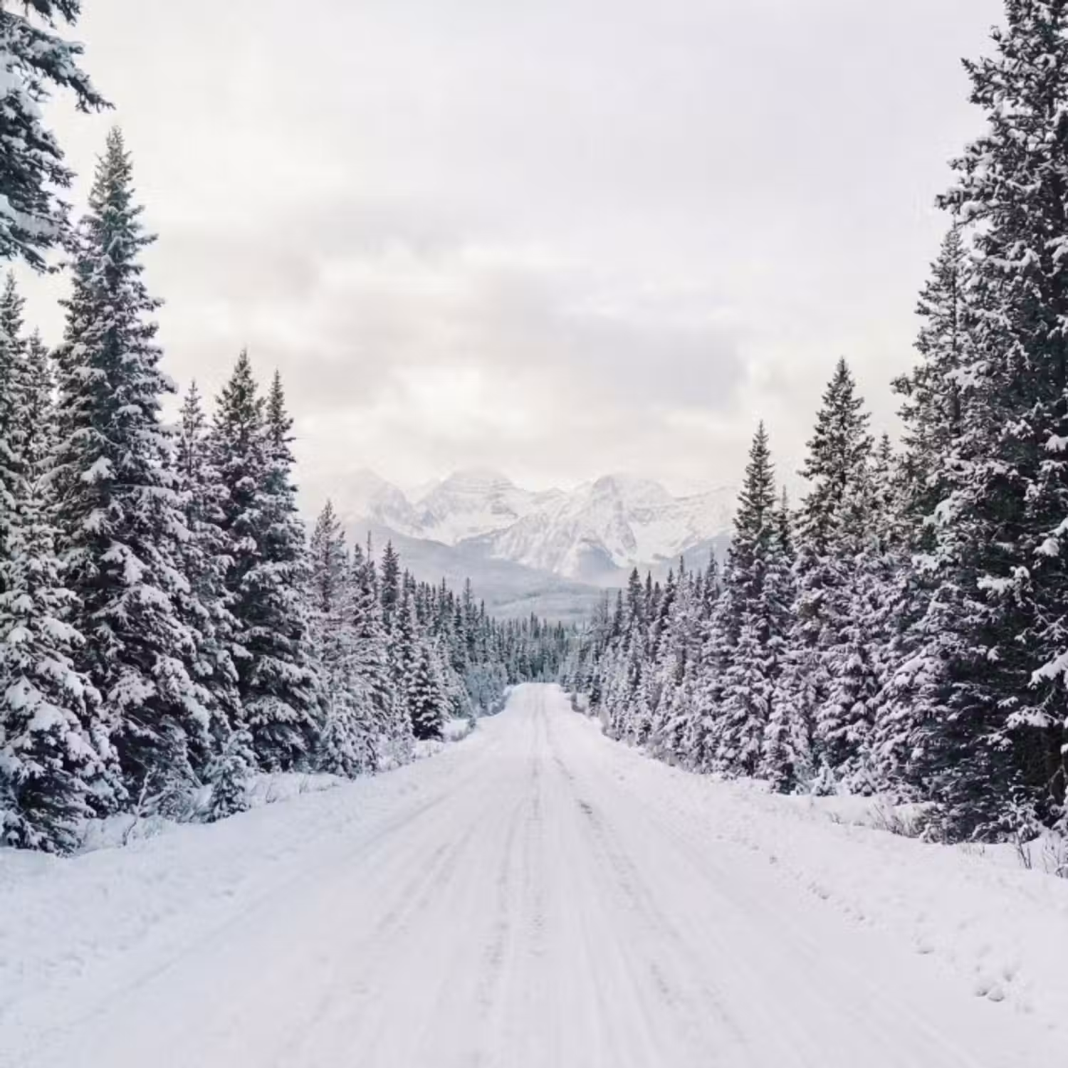 Tapete - Straße - Schnee - Nadelwald - Winter - Abenteurer