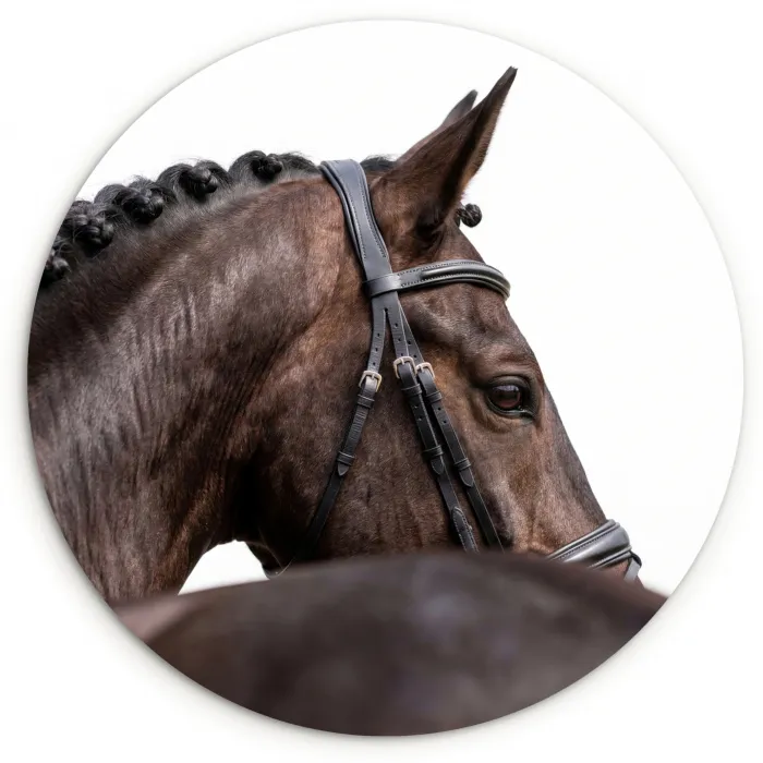 Portret - Paard - Elegant Wandcirkel kunststof plaat 5mm dik klein -3d