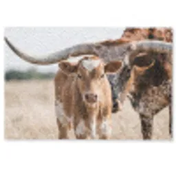 Texas Longhorn - Kalf - Weide - Dieren Deurmat klein -zkaufland3d