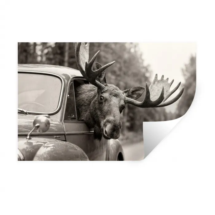 Eland - Auto - Gewei - Zwart - Wit Muursticker klein -3d