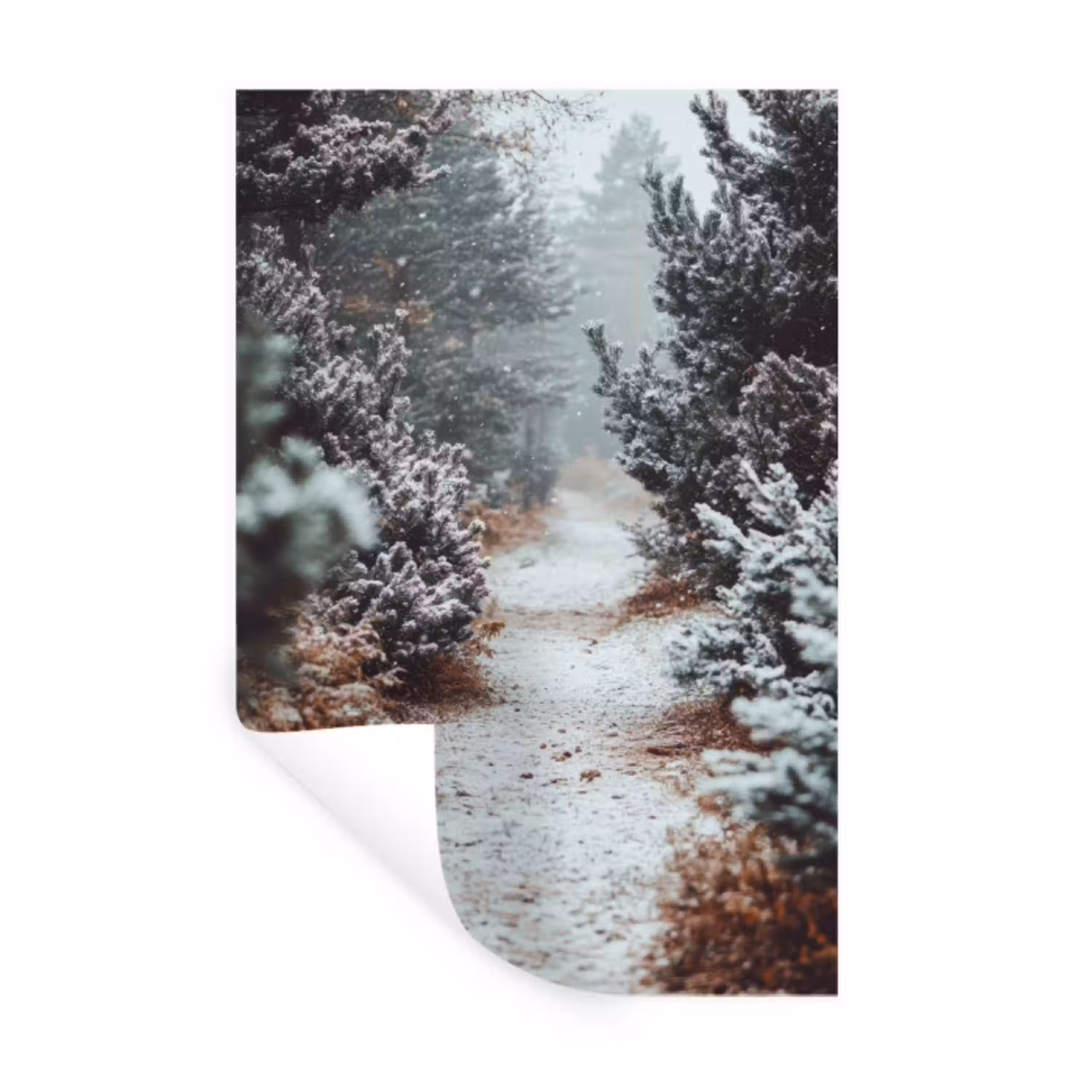 Bos - Winter - Bomen - Natuur - Pad - Sneeuw Muursticker klein -3d