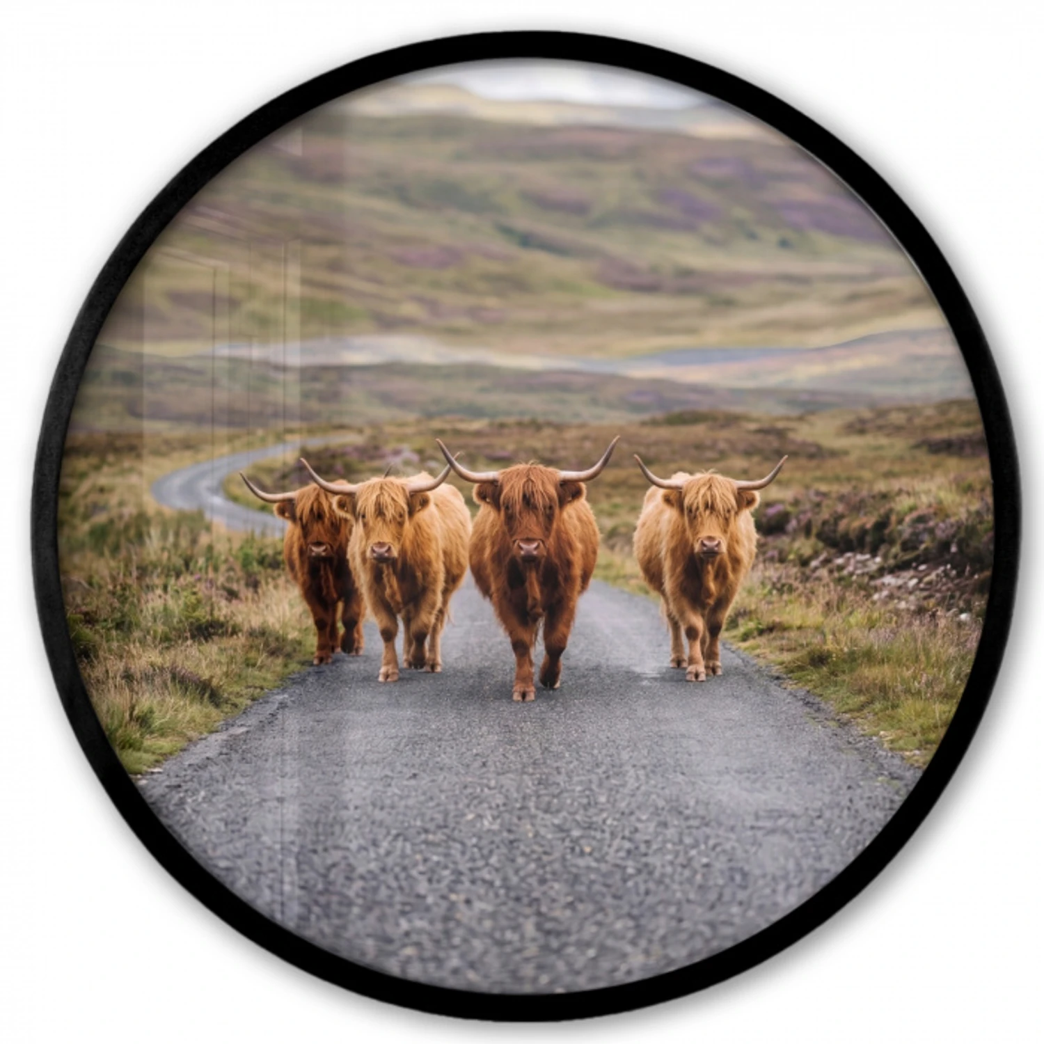 Schotse Hooglanders - Weg - Landschap - Kudde Fotolijst rond zonder passe partout klein -3d