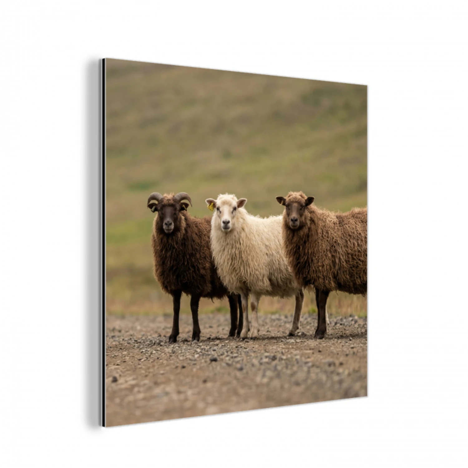 Schapen - Bruin - Wit - Grindpad aluminium wit klein -3d