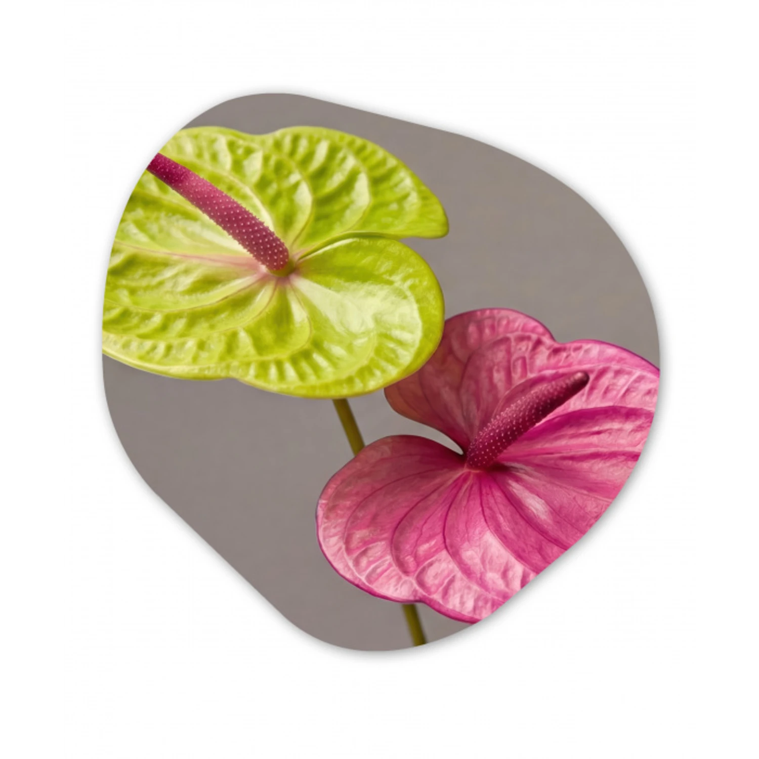 Planten - Anthurium - Groen - Roze Wandcirkel Organisch Aluminium middel -3d