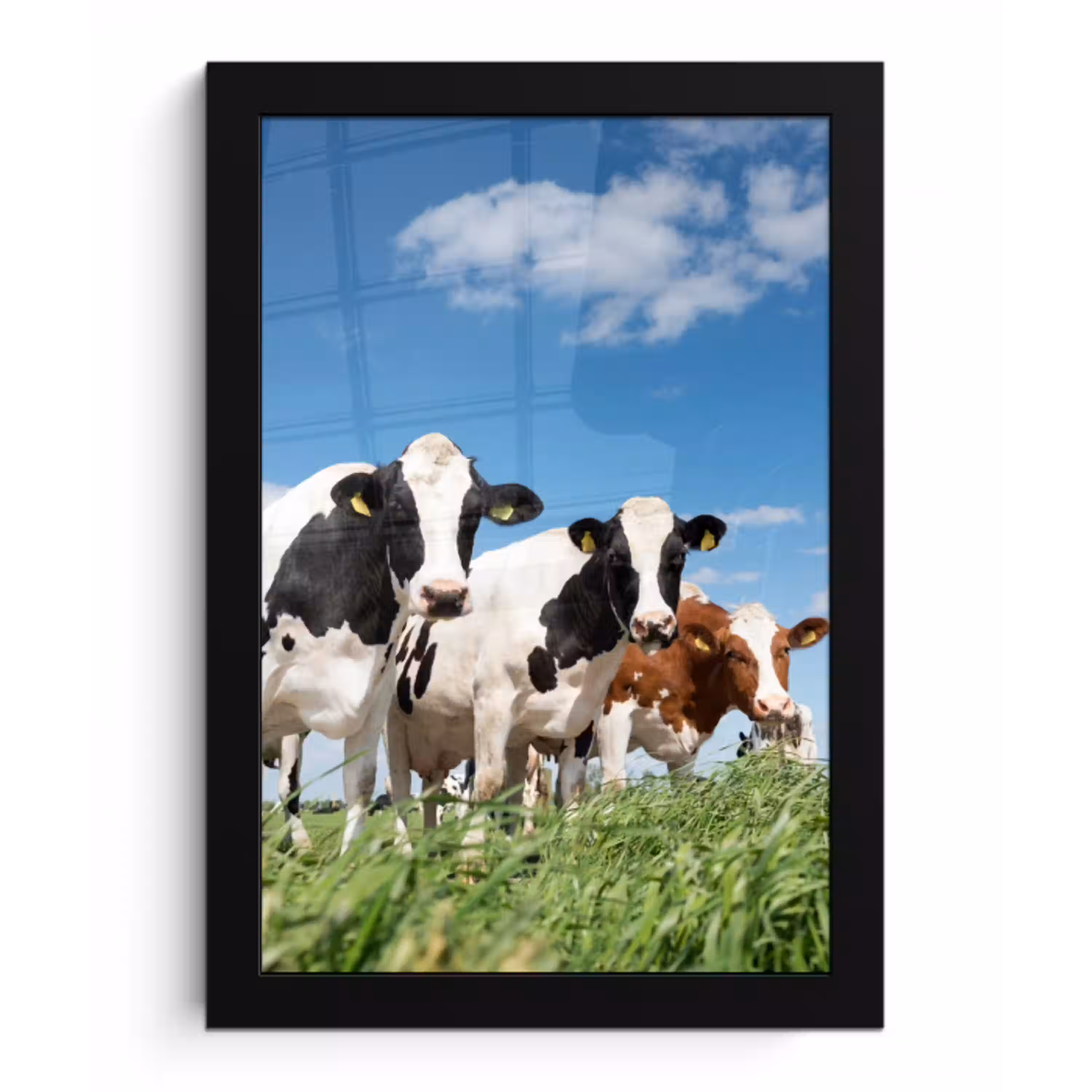 Koeien - Platteland - Weiland - Natuur - Dieren fotolijst zwart zonder passe partout klein -3d