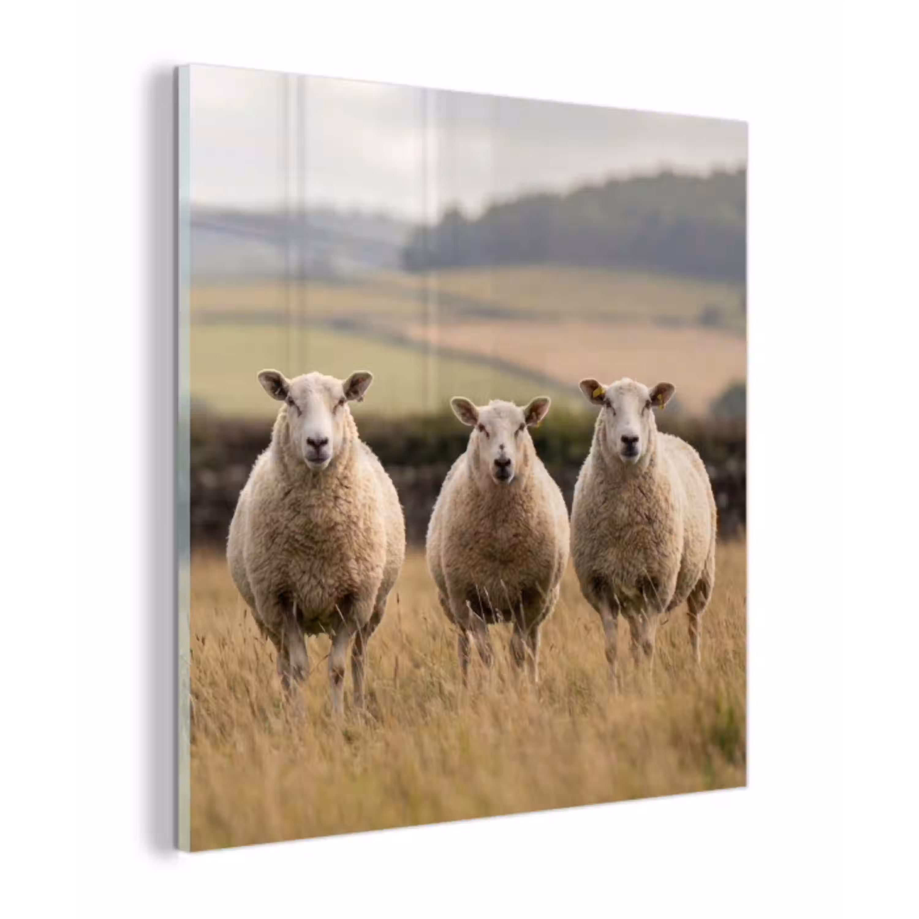 Schapen - Weidenlandschap - Heuvels plexiglas 5mm klein -z3d