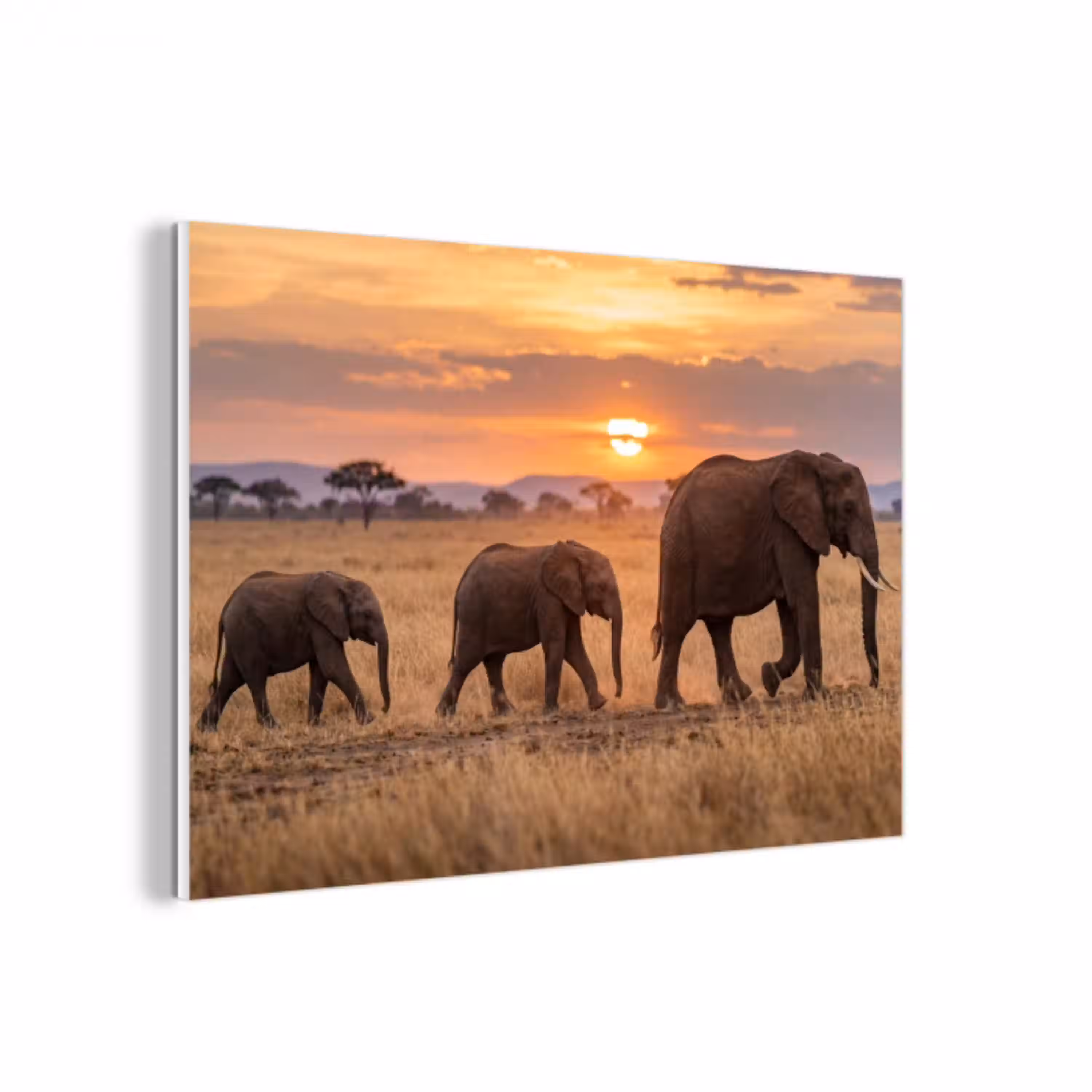 Olifanten - Savanne - Zonsondergang - Afrika - Warm forex 5mm xxl -3d