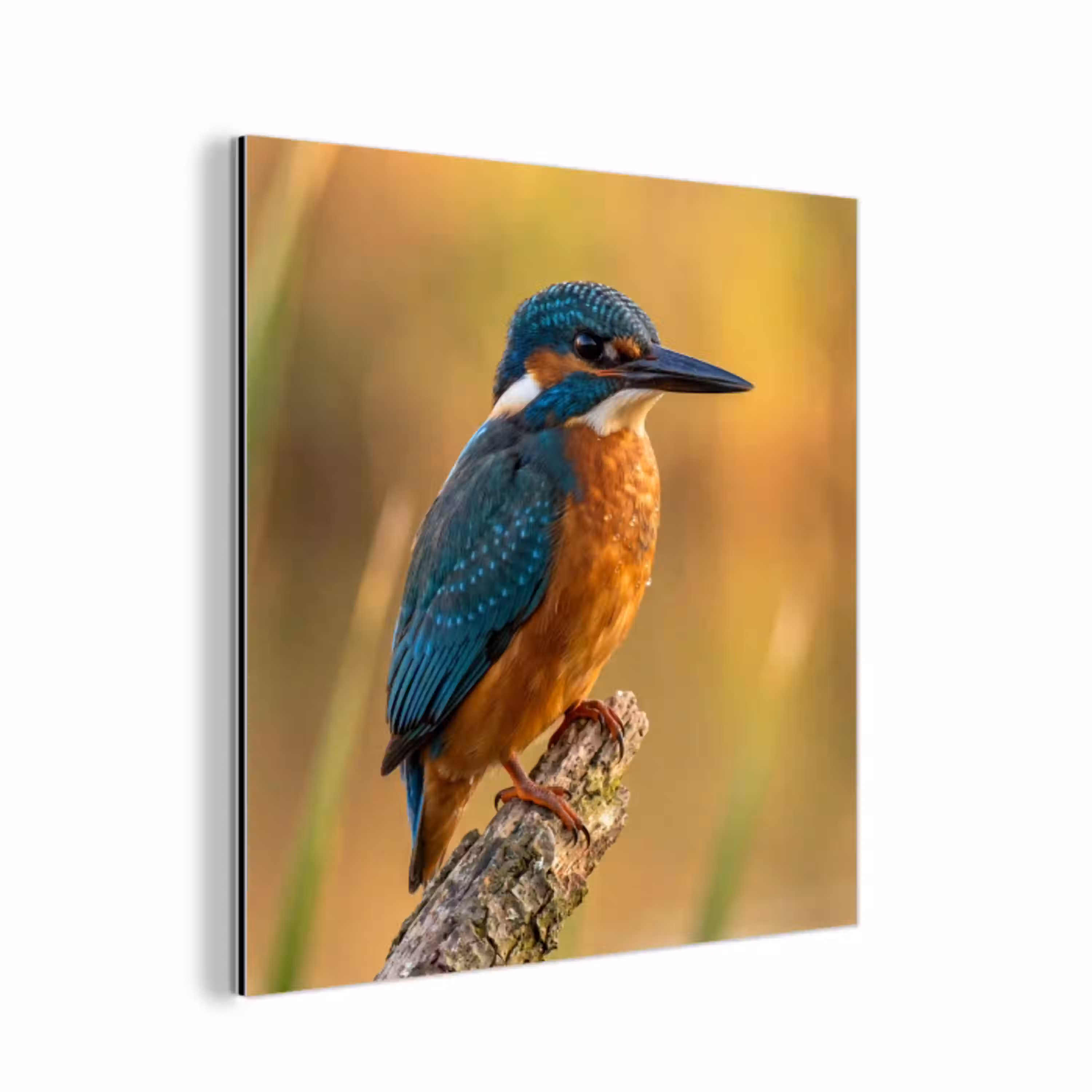 IJsvogel - Tak - Water - Kleurrijk - Levendig aluminium wit klein -3d