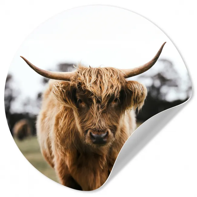 Schotse Hooglander -  Koe - Gras - Dieren - Natuur Wandcirkel behangsticker klein -3d