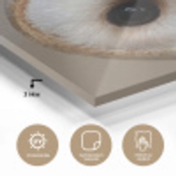 Uil - Bruin - Wit plexiglas 5mm klein -wsfeer2_DE