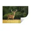 Hert - Gewei - Gras - Natuur - Dieren - Groen Muursticker klein -3d