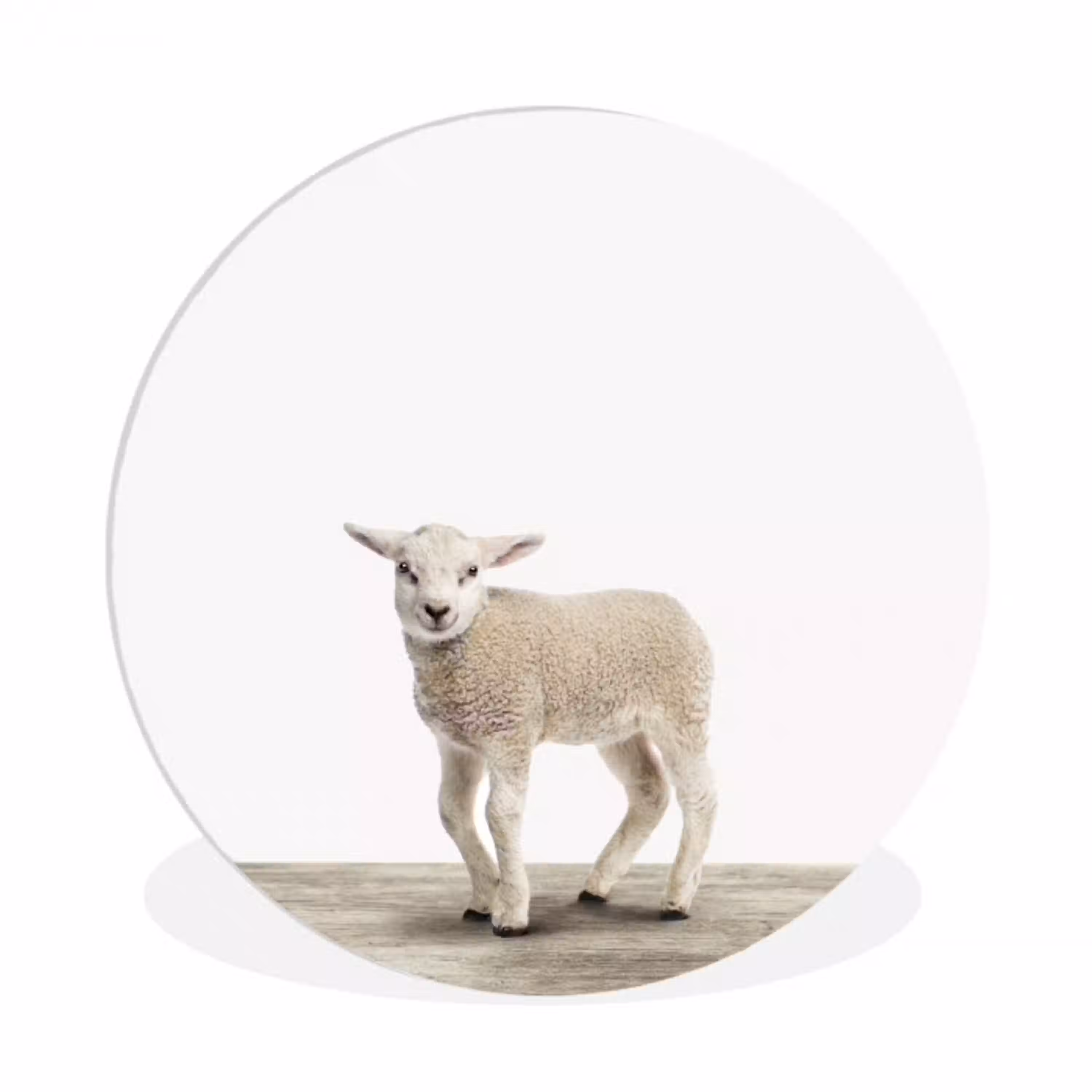 Lammetje - Schaap - Dieren - Kinderen - Meisjes - Jongens Wandcirkel kunststof plaat 5mm dik klein -3d